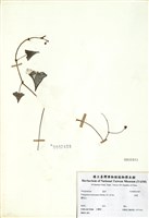 藏品(刺蓼)的圖片